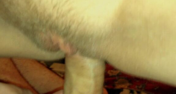 Blowjob, Boy Girl, Amateur, POV Sex, Cowgirl cutieronnie bg sex video in dorm room ManyVids
