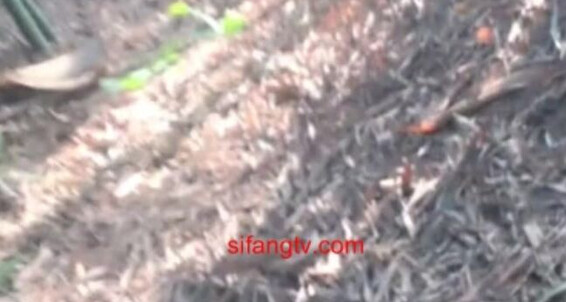 Asian Domestic Zone Self Filmed Self 19089