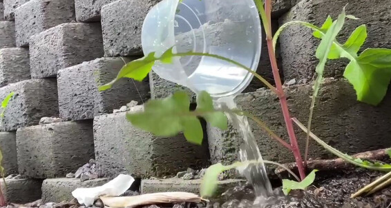 Compilation, Humor, Outdoors, Pee, Pussy Teasing hot-wee-compilation-video ManyVids